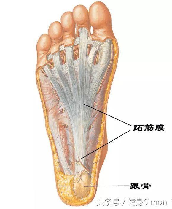 高效健身—4种方法放松足底筋膜