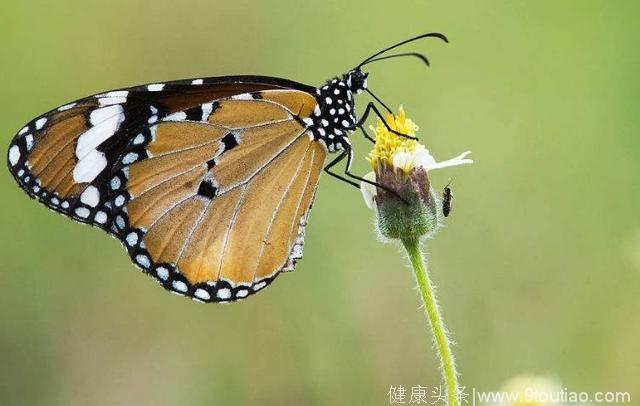 心理测试：4只蝴蝶，哪个最美丽，测你将来和谁白头偕老