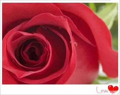 心理测试：4朵玫瑰选出一支假玫瑰，测试你看男人的眼光准不准！