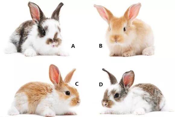 最想把哪只兔子带回家？测出你的爱情性格！