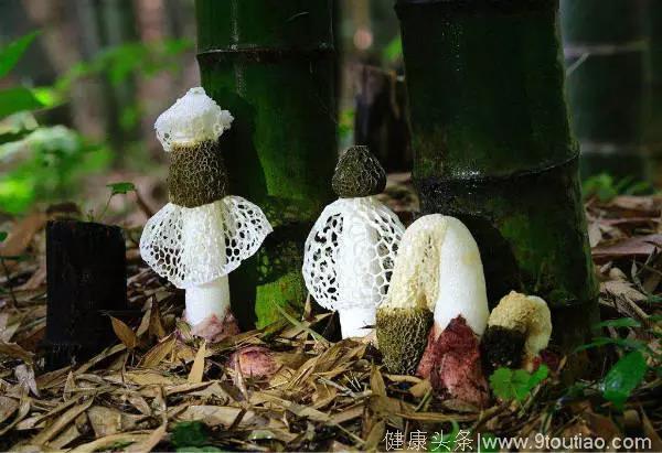 菌菇冬季养生奥秘