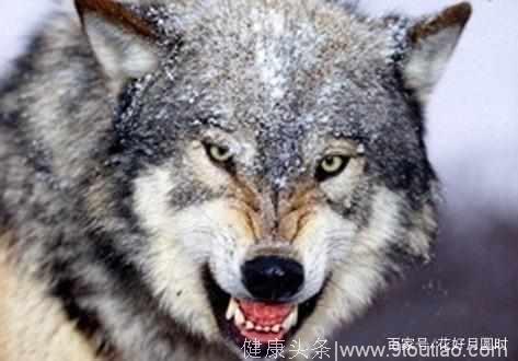 心理测试：哪只狼的眼神最有杀伤力，测你背负着哪种情绪炸药包？