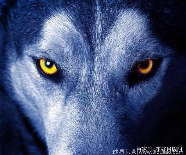 心理测试：哪只狼的眼神最有杀伤力，测你背负着哪种情绪炸药包？