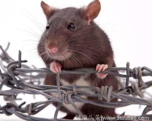 心理测试：那只老鼠最机智，测你够不够机智，超准！