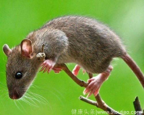 心理测试：那只老鼠最机智，测你够不够机智，超准！