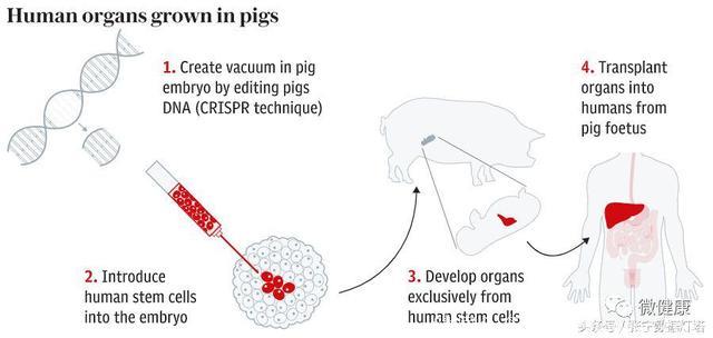 吹响I型糖尿病治愈的号角：科学家成功培养出人类-绵羊混合细胞