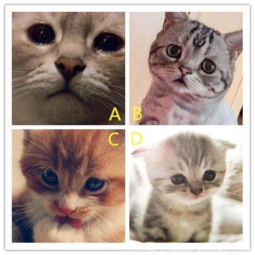 心理测试：哪只小猫咪最让人心疼？测试你在别人眼里是什么样的！