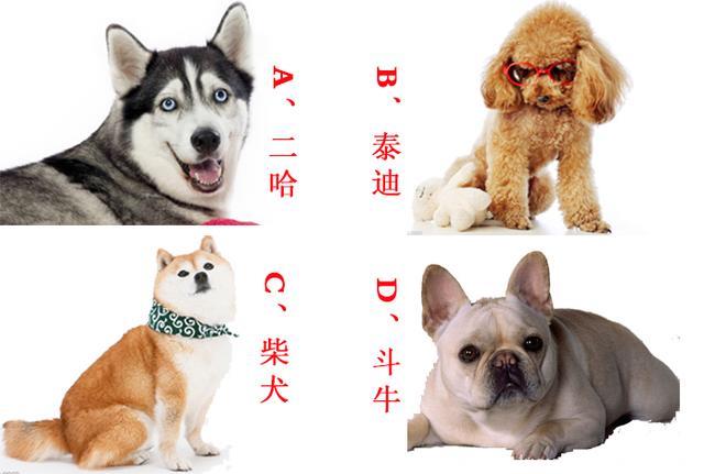 心理测试：选择你最喜欢的狗狗，测出你的性格！