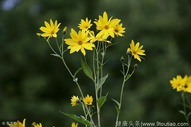 糖尿病人吃这个能降血糖，又脆又甜，做法还简单，你不妨来试试