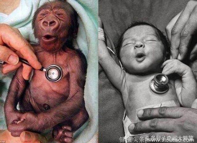 科学家将人类精子植入猩猩子宫生出人猿混种，最后因害怕杀了宝宝
