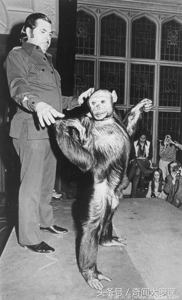 科学家将人类精子植入猩猩子宫生出人猿混种，最后因害怕杀了宝宝