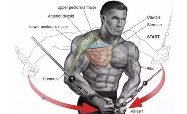 练出完美胸肌的9个最佳胸肌训练图，看看你做对了几个？