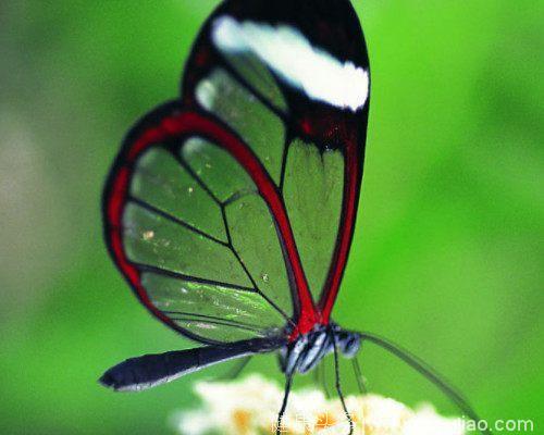 心理测试：3只蝴蝶，哪只最美，测2018你将美出怎样的新高度！