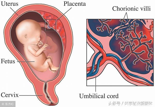 切了子宫会导致卵巢早衰？