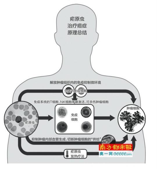 以毒攻毒 用疟原虫治癌症“有戏”