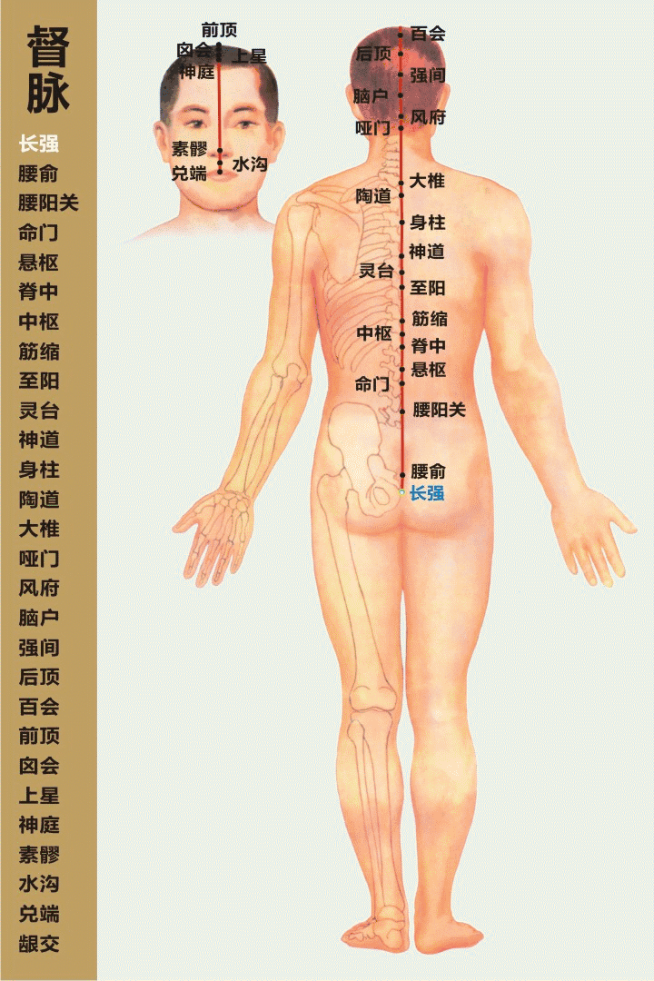 人体穴位大全——悬枢穴：腰痛、腹痛、泄泻、痢疾、脱肛等