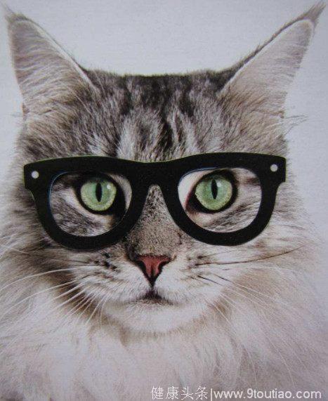 心理测试：4只戴眼镜的萌猫,最想养哪只？测你2018年在哪邂逅真爱