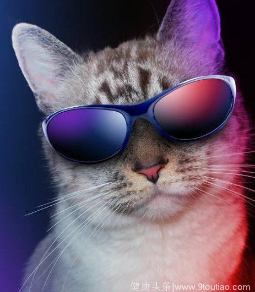 心理测试：4只戴眼镜的萌猫,最想养哪只？测你2018年在哪邂逅真爱