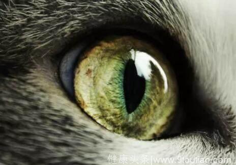 心理测试：4只眼睛，哪个是猫？测你身边深爱你的人到底是谁！