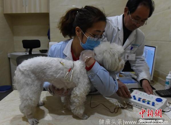 重庆一宠物医院推出中医疗法为狗狗做针灸