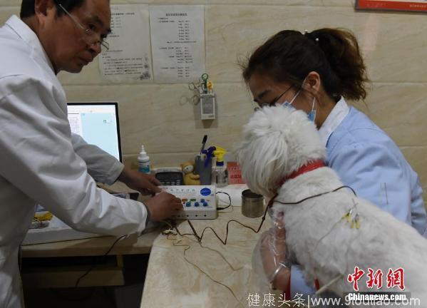 重庆一宠物医院推出中医疗法为狗狗做针灸