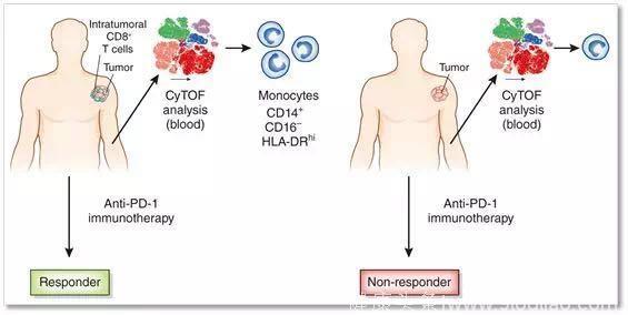 未来十年60%-70%的癌症有望治愈！苏黎世大学发现肿瘤免疫疗法是否有效的关键生物标记