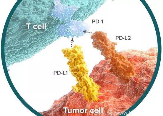 未来十年60%-70%的癌症有望治愈！苏黎世大学发现肿瘤免疫疗法是否有效的关键生物标记