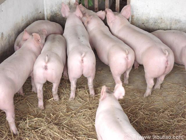 新手养猪怎么治疗猪流行性感冒最容易？几味中药来帮忙