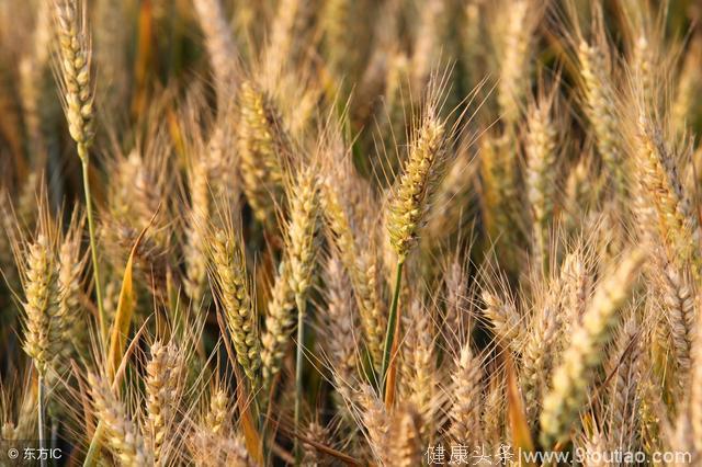 小麦不只是用来做面食，这样食用，可解决更年期综合征等很多疾病