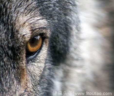 心理测试：4只眼睛，哪个是狼？测你嫁的人是富贵命还是穷酸命？