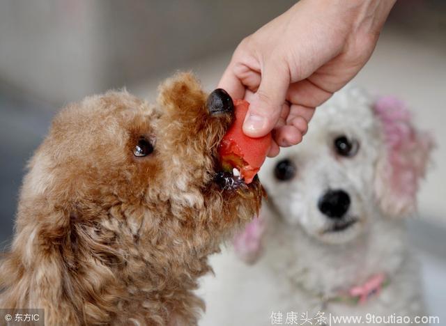 狗狗除了吃狗粮，这6种常见食物也能吃！