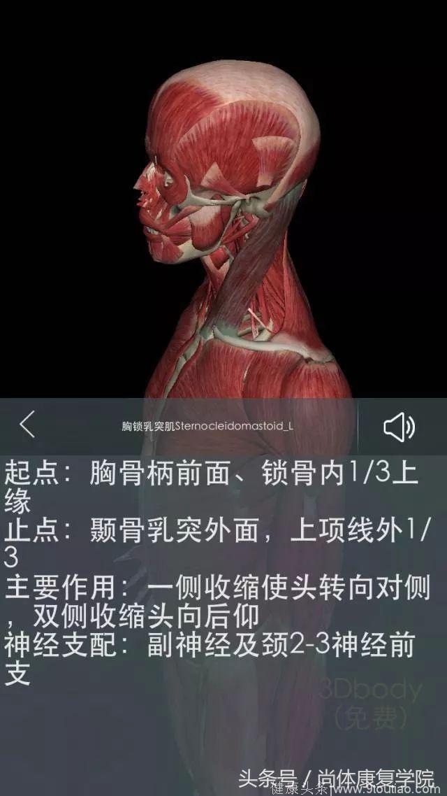 解剖视角下的颈椎