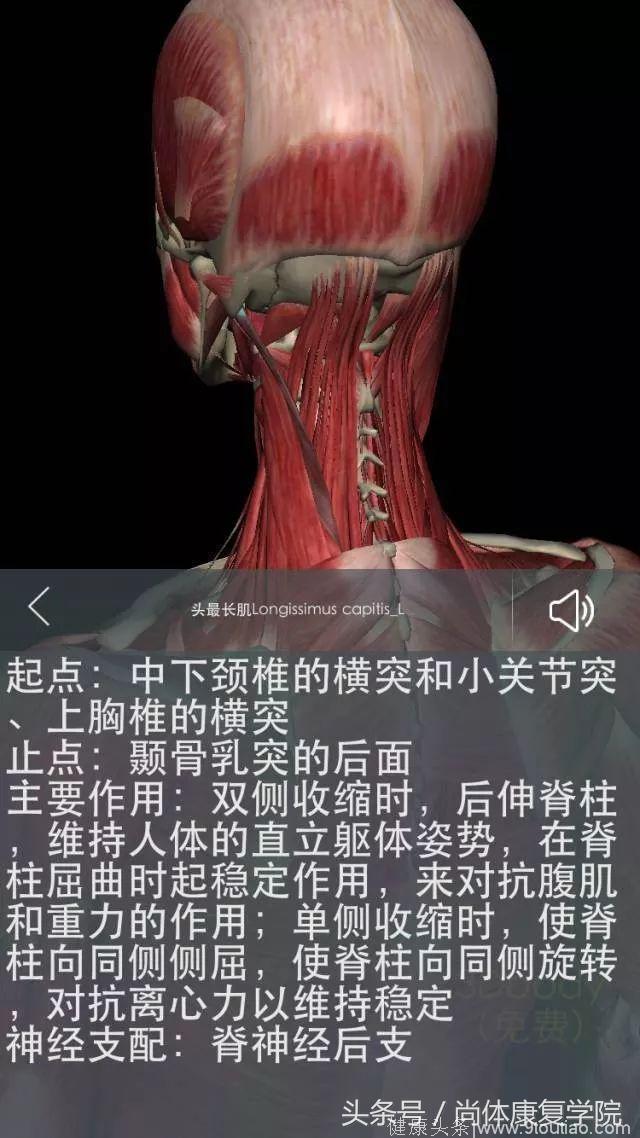 解剖视角下的颈椎