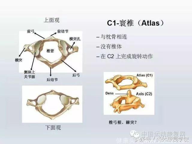 解剖视角下的颈椎