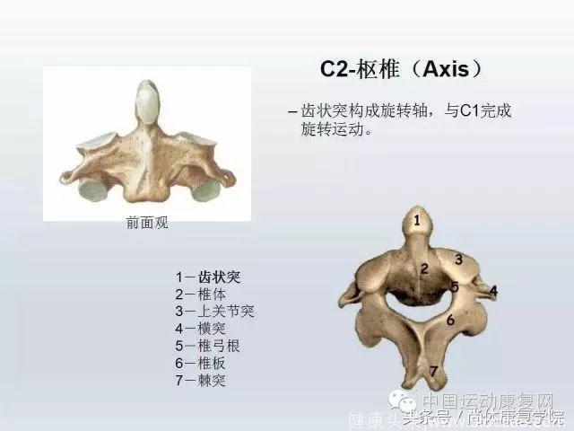 解剖视角下的颈椎