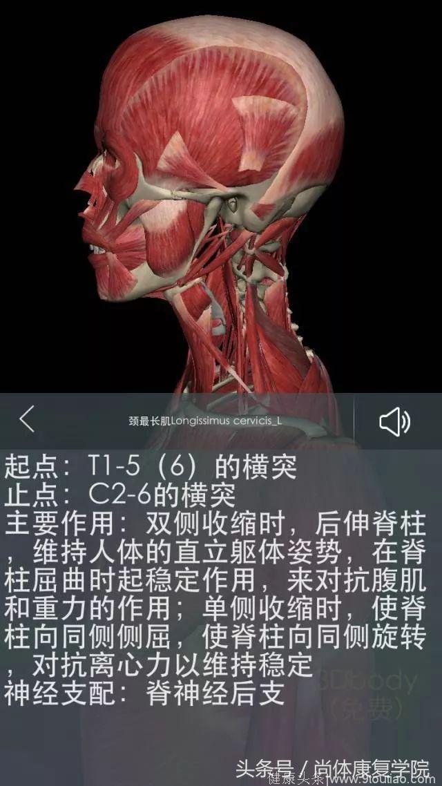 解剖视角下的颈椎