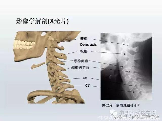 解剖视角下的颈椎