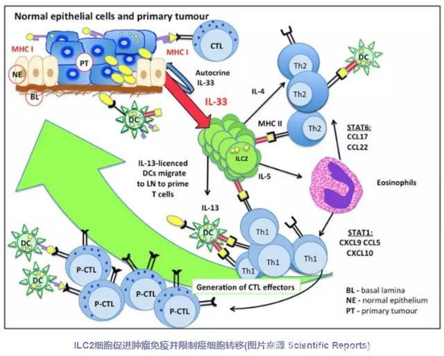 罕见免疫细胞可以阻止癌症在体内扩散的有力武器