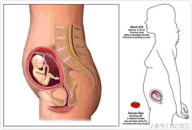 孕妈你造么，胎儿每个月都像一种水果，你家宝宝呢？
