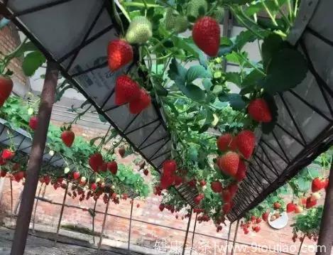 草莓控看过来！天津最新草莓园全在这了！泥萌组好队了么？！