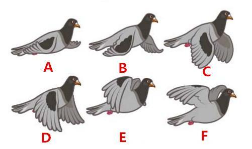 心理测试：选一只鸽子，看潜意识中你是怎样的人？