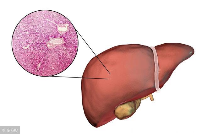 肝脏需要定期排毒，学会这3招，才能把肝养好