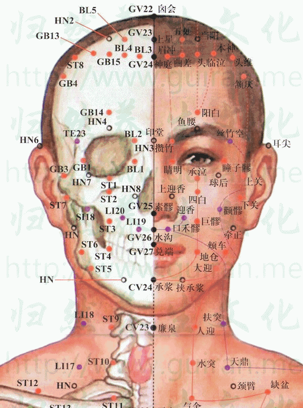 人体穴位大全——囟会穴：头痛、目眩、面赤暴肿、鼻渊、小儿惊风