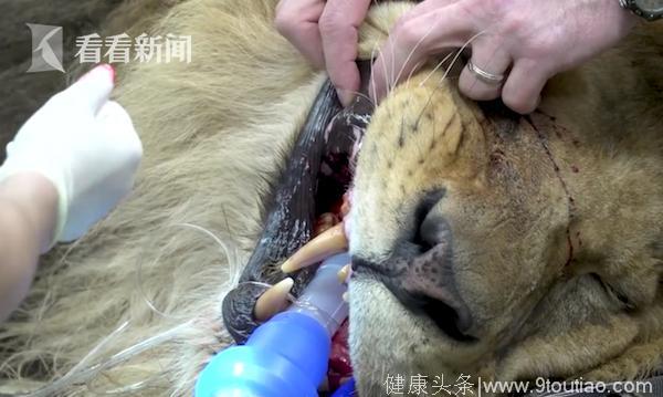 人不如动物系列！动物园狮子口腔感染接受“免费”CT扫描