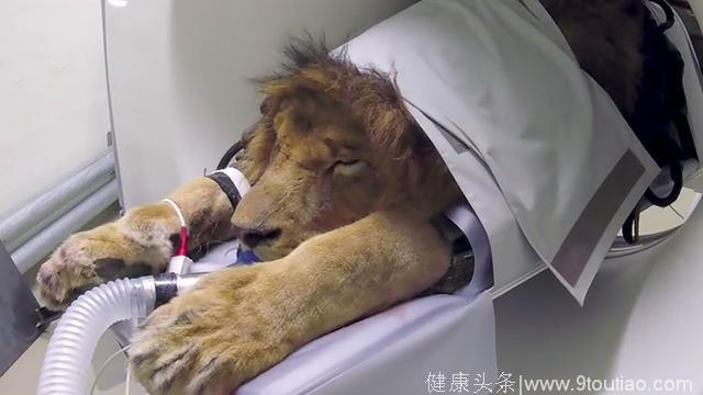 人不如动物系列！动物园狮子口腔感染接受“免费”CT扫描