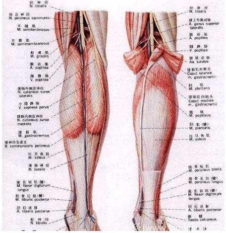 人体腿部经络图 教你学会经络拍打健体