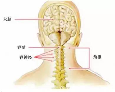 春季治疗颈椎：学会科学锻炼法，自己就是最好的医生