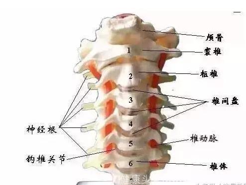 颈椎有七段，每段控制着不同的病症，来看看自己是哪段出问题了！