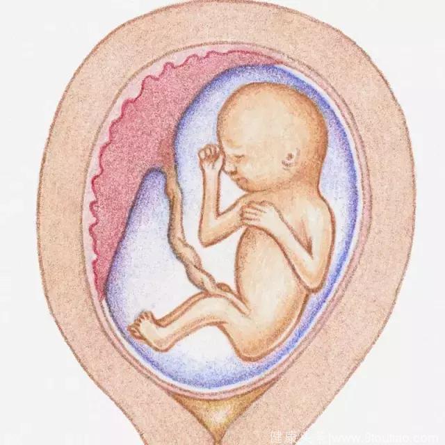 怀孕1-10月胎儿生长发育图, 看看胎宝宝可爱模样