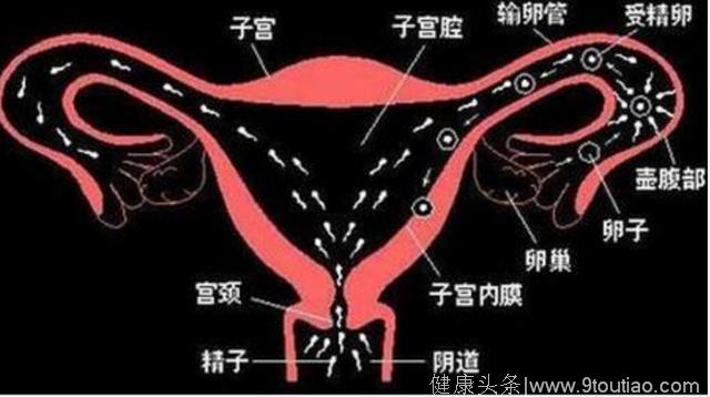 妇女节了解女性：子宫——孕育生命的地方，你知道多少？